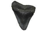 Juvenile Megalodon Tooth - South Carolina #368687-1